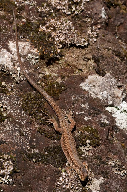 Lucertola 1